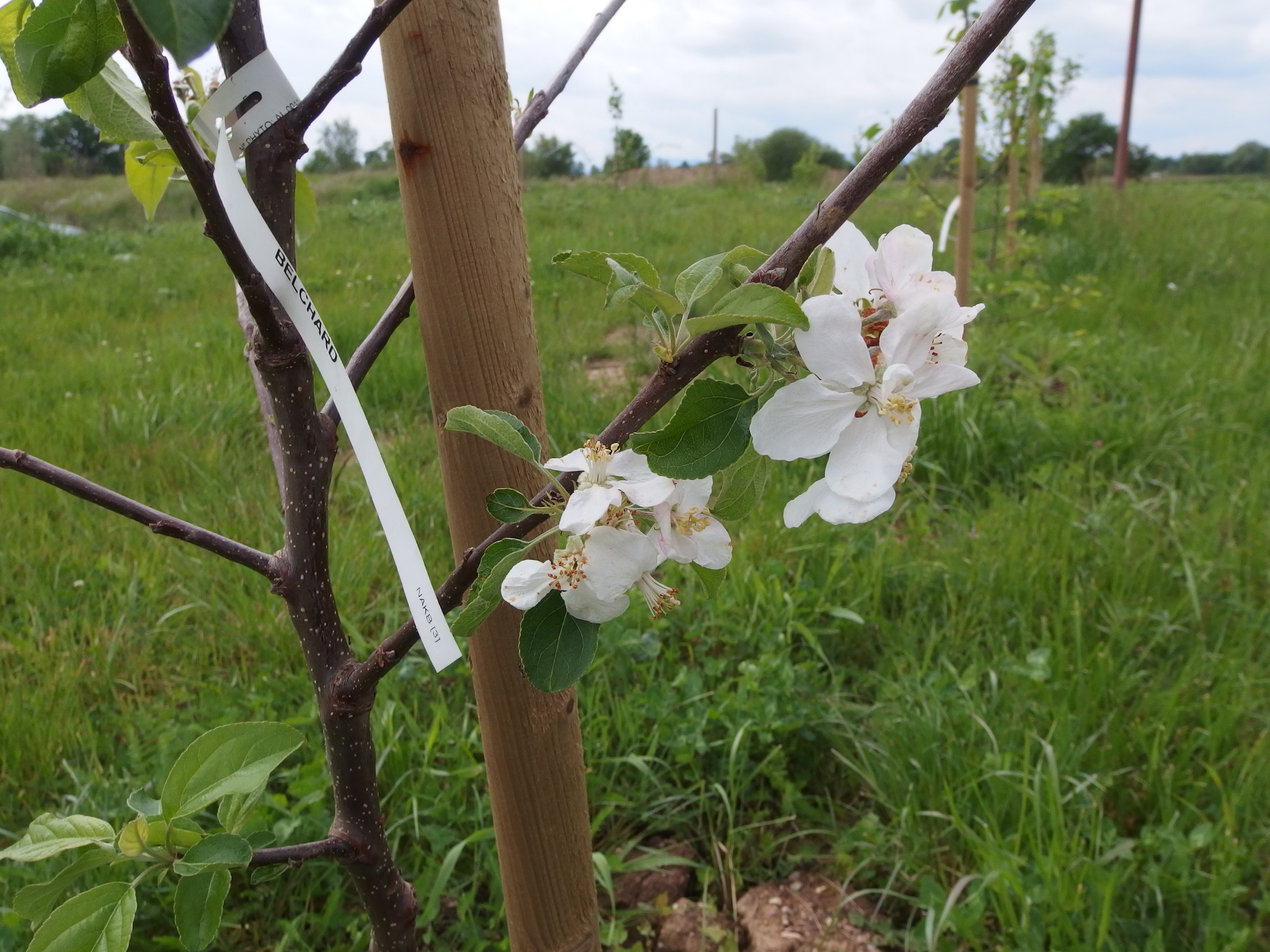 Arbres Association Ried Bruche Pour Le Respect De L